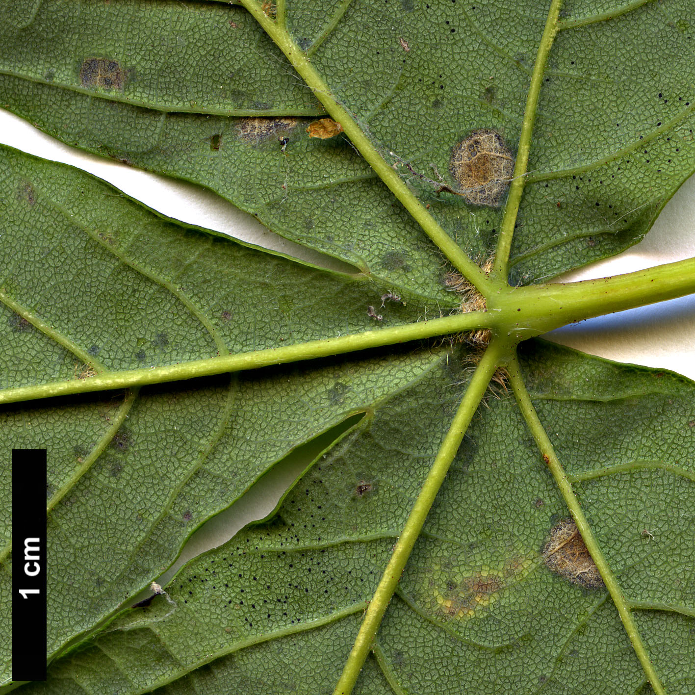 High resolution image: Family: Sapindaceae - Genus: Acer - Taxon: heldreichii - SpeciesSub: var. macropterum